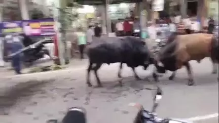 प्रतापगढ़: नगर पंचायत पट्टी में आवारा गो वंशों को पशुशाला भेजने की कार्रवाई शुरू लोग थे परेशान#jansamasya