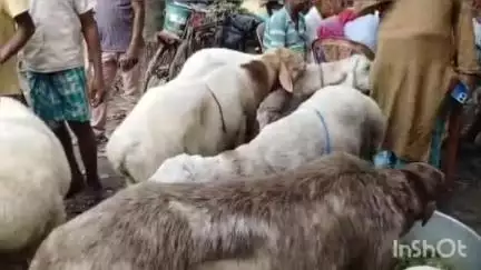 রতুয়া ২: ইদুজ্জোহা উৎসবকে কেন্দ্র করে অচিন্তলা হাটে ব্যাপক দুম্মার কেনা বাচা, উৎসাহিত মানুষ
