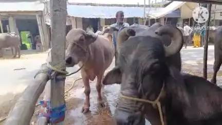 ডায়মন্ডহারবার ২: ঈদের আগে সরিষা হাটে কেনা বেচা চলছে গরু মহিষের, দূর দূরান্তের মানুষ আসছেন কিনতে