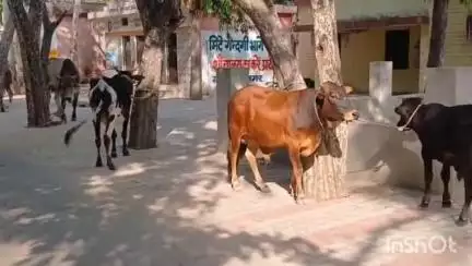 धामपुर: नहटौर क्षेत्र के जंगल में किसानों की फसल को बर्बाद कर रहे निराश्रित गौवंशों को पकड़कर ब्लॉक परिसर में लाकर बांधा गया