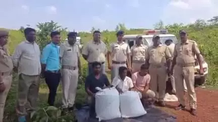 ଚମ୍ପୁଆ: ବେଲକୁଣ୍ଡି ନିକଟରୁ ୫୦ କେଜିରୁ ଉର୍ଦ୍ଧ୍ବ ଡୋଡା ପାଉଡର ଜବତ ସହ ୩ ଜଣଙ୍କୁ ଗିରଫ କଲା ବଡବିଲ ପୋଲିସ