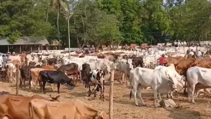 பொள்ளாச்சி: மாட்டு சந்தையில் ஒரே நாளில் ₹5 கோடிக்கு மேல் வர்த்தகம்
