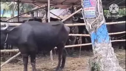 মগরাহাট ১: বকরিদ উপলক্ষ্যে হটুগঞ্জে জমজমাট হয়ে উঠল গরু মহিষের হাট, মোতায়েন পুলিশ