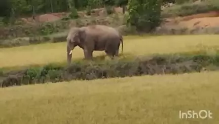 प्रतापपुर: ग्राम बगडा पंडोपारा में एक हाथी कर रहा है विचरण, वन विभाग द्वारा की जा रही है निगरानी
