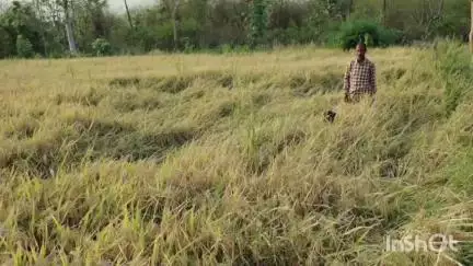 आमगाव: नवरगावकला येथे धान अस्ताव्यस्त झाल्याने शेतकरी बेचैन#jansamshya