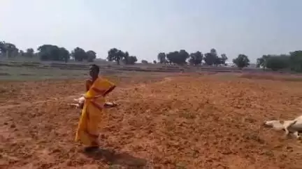 कोलेबिरा: 33 हजार हैवी लाइन की चपेट में आने से 2 गायों की मौत, मुआवजे की मांग