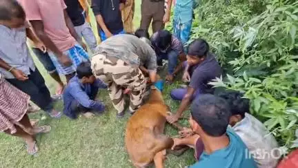 চতিয়াৰ চাৰকেআটিত মুক্ত বিচৰণ হৰিণা পহুক  একাংশ কিশোৰে উদ্ধাৰ কৰি চমজাই দিলে বন বিভাগক