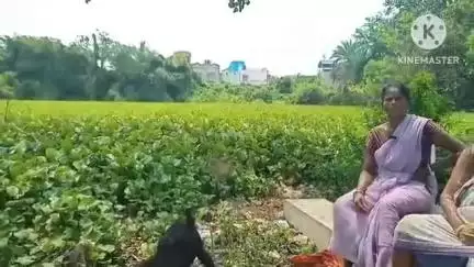 বাঁকুড়া ১: লালবাজার ডিপুগড়ার পুকুরটি দীর্ঘদিন ধরে সংস্কারের অভাবে দূষিত হয়ে পড়েছে, ফলে সমস্যায় স্থানীয়রা #jansamasya