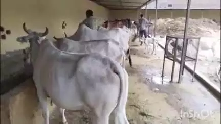 दातागंज: दातागंज नगर में बनी गौशाला का ईओ के निरीक्षण के बाद मचा हड़कंप, सफाई में जुटे कर्मचारी