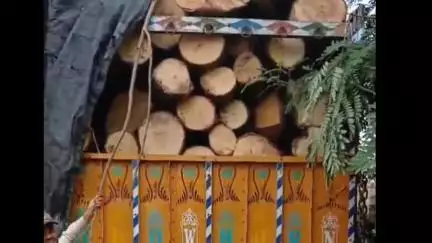 बड़ा मलेहरा: बड़ामलहरा: रेंजर ने सेमल की लकड़ी से भरा अवैध ट्रक पकड़ा, लाखों की लकड़ी जब्त