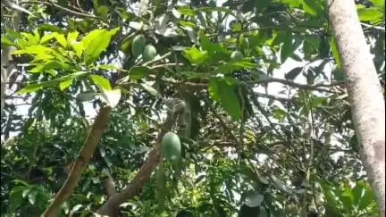 হাবরা ১: ঝনঝনিয়া এলাকায় আমপাড়া নিয়ে অশান্তি বন্ধুর ঘুষিতে বন্ধুর মৃত্যু, অভিযুক্ত কে গ্রেফতার করে আদালতে পেশ