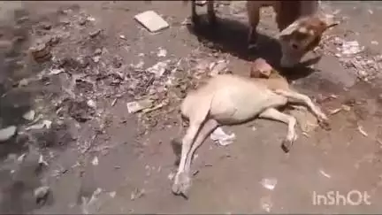 इटारसी: न्यूयार्ड में ग्वाल बाबा के पास चालक ने गाय के बछड़े पर ट्रैक्टर चढ़ाया, वीडियो वायरल