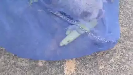 সোনামুড়া: মেলাঘর তেলকাজলায় উদ্ধার লুপ্তপ্রায় লজ্জাবতী বানর