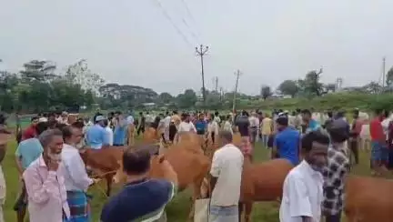 সোনামুড়া: বাংলাদেশে গরু পাচার বন্ধ, ঈদ উপলক্ষে মেলাঘর বাজারে গরুর দাম একেবারে কম