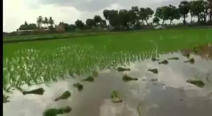కావలి: అల్లూరులో జోరుగా సాగుతున్న వరి నాట్లు