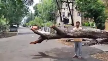 बड़वाह: सिंचाई कालोनी बड़वाह में विद्युत तारों पर झूलता पेड़ दे रहा दुर्घटना को न्योता