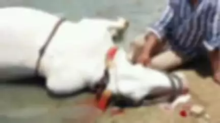 కమలాపురం: వీరపునాయుని పల్లి : యలమకూర్ పల్లి లో కాడి ఎద్దులు ప్రమాదవశాత్తు నీటిలో మునిగి మృతి