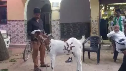 सिराथू: अहमदगंज में एक बकरे पर मोहम्मद लिखे होने के दावे पर खरीदारों की लगी भीड़, मालिक ने कहा- सलमान खान को बेचना चाहता है