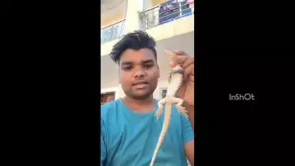 होशंगाबाद नगर: डिवाइन सिटी के एक घर में निकला मॉनिटर लिजर्ड, सर्प मित्र ने रेस्क्यू कर पकड़ा