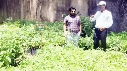 விருதுநகர்: நாற்றங்கால் பண்ணைகள் அமைக்கப்பட்டு மரக்கன்றுகள் நடப்பட்டு வருவதை ஆட்சியர் பார்வையிட்டு ஆய்வு.