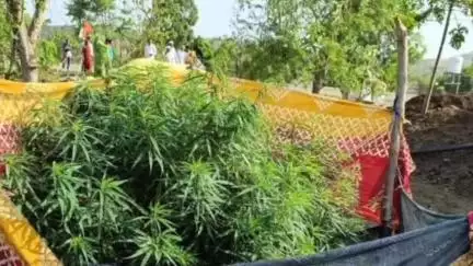 भोकरदन: वाढोना येथे शेतकऱ्याच्या शेतातून पोलिसांनी जप्त केला3किलो 600 ग्रॅम गांजाची झाडे, एकास अटक