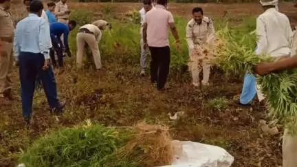 चांद: खुटिया में पुलिस ने किसान के खेत से 630 गांजे के पौधे बरामद किए