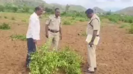 తాడిపత్రి: కత్తిమానపల్లెలో ఓ రైతుకు చెందిన నిమ్మ చెట్లను నరికేసిన గుర్తుతెలియని వ్యక్తులు, పోలీసులను ఆశ్రయించిన బాధితుడు