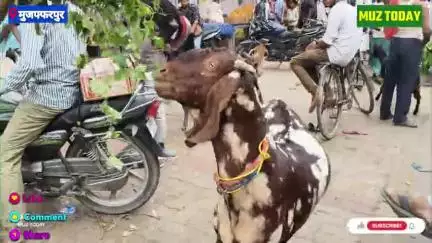 कंपनी बाग में लगा बकरा मेला, एक बकरे का दाम है ₹1,10000
