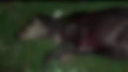 स्वार: रामपुर के अजीतपुर मोहल्ले में आवारा कुत्तों ने गाय के बछड़े को नोचकर मार डाला, मोहल्लेवासियों में बना डर का माहौल