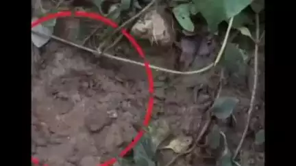 സുൽത്താൻബത്തേരി: ചീരാൽ കല്ലുമുക്കിൽ വന്യമൃഗം വളർത്തു നായയേയും താറാവിനെയും കൊന്നുതിന്നു