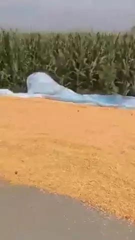 कन्नौज तालग्राम अयूबपुर 
बीच रोड पर पड़ी मक्का राहगीरों को हो रही परेशानी