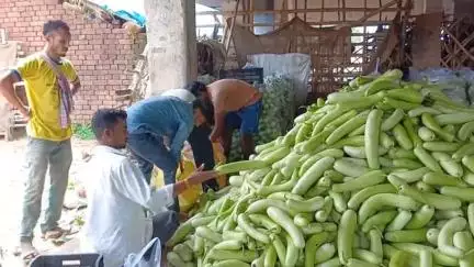 বলরামপুর: বলরামপুর সবজি বাজারে কেজি প্রতি এক টাকা দামেও বিক্রি হচ্ছে না লাউ, আর্থিক ক্ষতির মুখে কৃষকরা #jansamasya