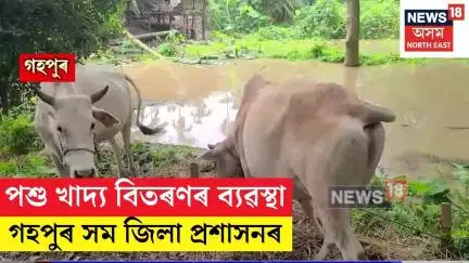 Gohpur | বান কমিল কিন্তু দেখা দিছে পশুধনৰ খাদ্যৰ নাটনিয়ে | N18V