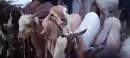 पटना ग्रामीण: राजाबाजार में बकरे की मंडी सजी, दाऊद इब्राहिम और शाहरुख खान नाम के बकरे भी हैं, कीमत ₹200000 तक