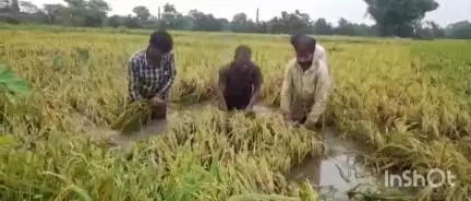 ছয়গাঁও: জেঠমহীয়া বানত নিঃশেষ হ'ল পানীখাইটী,টাৰিগাঁও,শিমলুবাৰী, সাপৰটাৰীৰ কৃষকৰ সপোন, পানীৰ তলত শ-শ বিঘা ধান খেতি #jansamasya