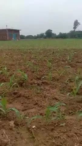 गोला के डुंडी गाछी में जबरदस्त मकई