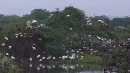 Biodiversity of Andhra Pradesh.