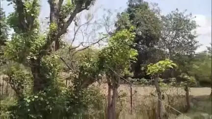 बंगाणा: कठोह में करंट की चपेट में आने से किसान की बैलों सहित मौत, जुताई के दौरान पेश आया हादसा