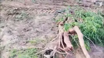 अटेली: मंडी अटेली के तोबड़ा में दर्जनों पेड़ काटने का मामला, वन विभाग ने की कार्रवाई