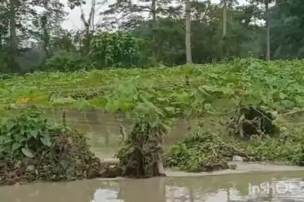 পূব ডিব্ৰুগড়: বগীবিলত ভয়ংকৰ বান পৰিস্থিতি, শ শ বিঘা কৃষিভূমি পানীৰ তলত, শতাধিক পৰিয়াল পানীৰ মাজত আবদ্ধ