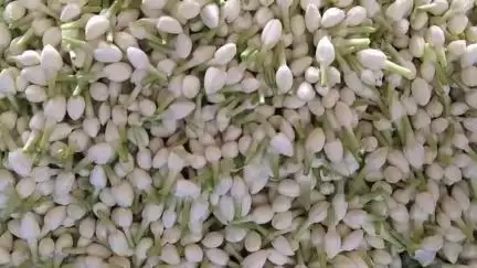 திண்டுக்கல் கிழக்கு: பூ மார்க்கெட்டில் ₹300க்கு விற்பனையான மல்லிகை பூ தொடர் முகூர்த்ததை முன்னிட்டு ₹800க்கு விற்பனை