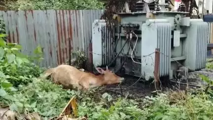 সোনামুড়া: বিদ্যুৎ দপ্তরের গাফিলতিতে বিদ্যুৎ শর্ট সার্কিটে মৃত্যু  গবাদি পশুর, ঘটনা ধলিয়াই এলাকায়