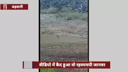 मध्य प्रदेश के बड़वानी में रहस्यमयी जानवर कैमरे में कैद, 6 लोगों की जान ले चुका है