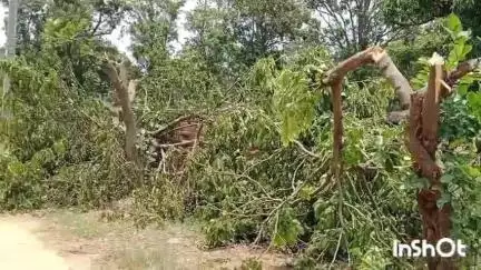 ଅତାବିରା: କର୍ମୀଟିକ୍ରା ଗମ୍ଭାଟିକ୍ରା ରାସ୍ତାରେ ବେଆଇନ ଗଛ କଟା ନେଇ ପ୍ରତିକ୍ରିୟା ରଖିଲେ ଗ୍ରାମବାସୀ #jansamasya