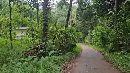 ദേവികുളം: പബ്ലിക് ഇംപാക്ട്, അടിമാലി വാളറ കുളമാംകുഴിയിലെ കാട്ടാന ശല്യം പ്രതിരോധിക്കാൻ വഴി ഒരുങ്ങുന്നു #localissue