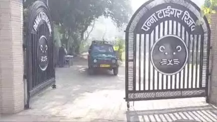 पन्ना: 1 जनवरी से 31 मई तक PTR में 1 लाख 10 हजार पर्यटक आए, ₹4 करोड़ की आय हुई, बाघिन पी-141 व पी-151 रहीं आकर्षण
