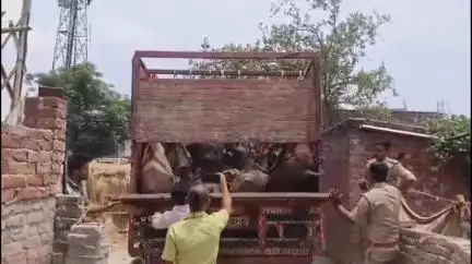 फर्रुखाबाद: पांचालघाट क्षेत्र से क्रूरता के साथ भरी डीसीएम को गौ रक्षक की सूचना पर पुलिस ने पकड़ा, ASP ने दी जानकारी