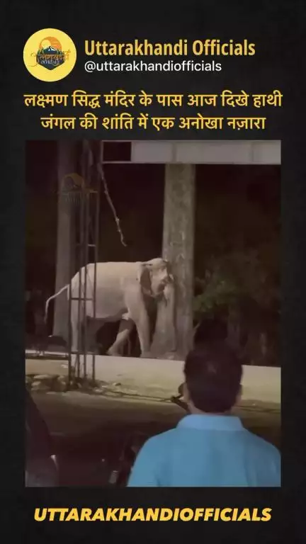 लक्ष्मण सिद्ध मंदिर के पास आज दिखे हाथी 
जंगल की शांति में एक अनोखा नज़ारा