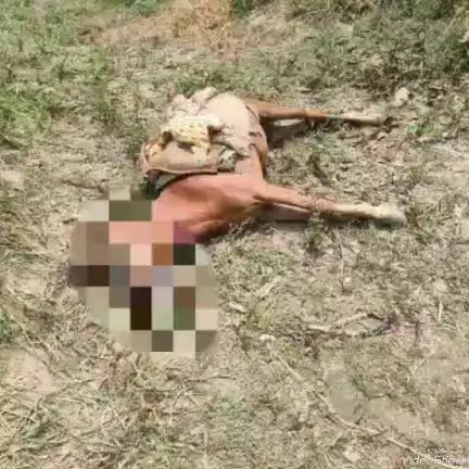 दावथ: नकटौली गांव के समीप एक सब्जी के खेत में विद्युत धारा प्रभावित तार के चपेट में आने से एक व्यक्ति और तीन पशुओं की हुई मौत