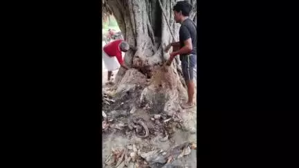 आंदर: अर्कपुर गांव में ग्रामीणों ने पेड़ की जड़ काटकर साँप पकड़ने का प्रयास किया, सफलता नहीं मिली